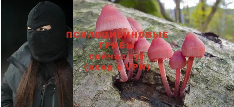 блэк спрут как зайти  Кинель  Галлюциногенные грибы Psilocybine cubensis 